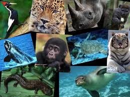Top 10 Endangered Animals