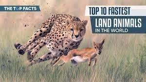 Top 10 Fastest Land Animals